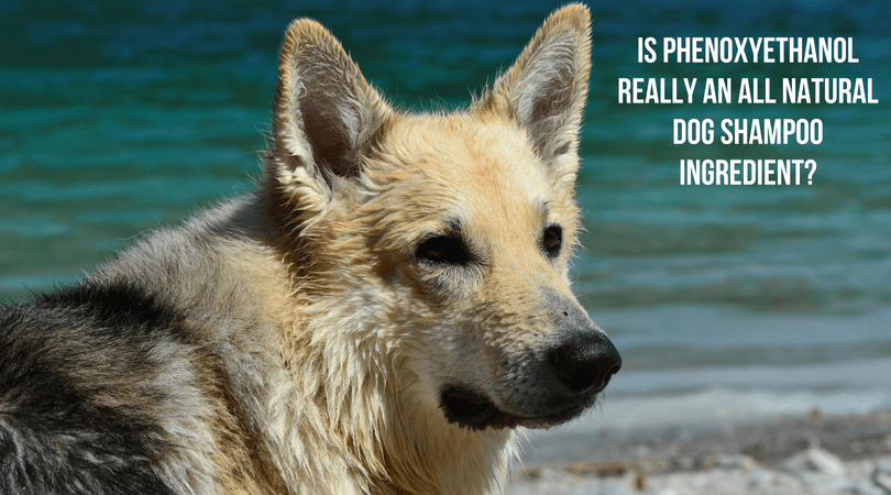Is Phenoxyethanol Really an All Natural Dog Shampoo Ingredient? 