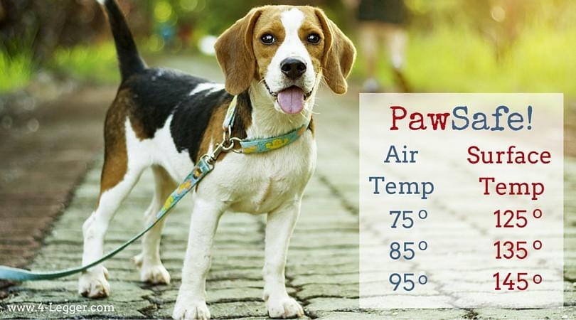 Paw Pad Safety Inspection Time!