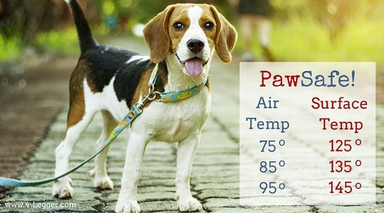 Paw Pad Safety Inspection Time! – 4-Legger