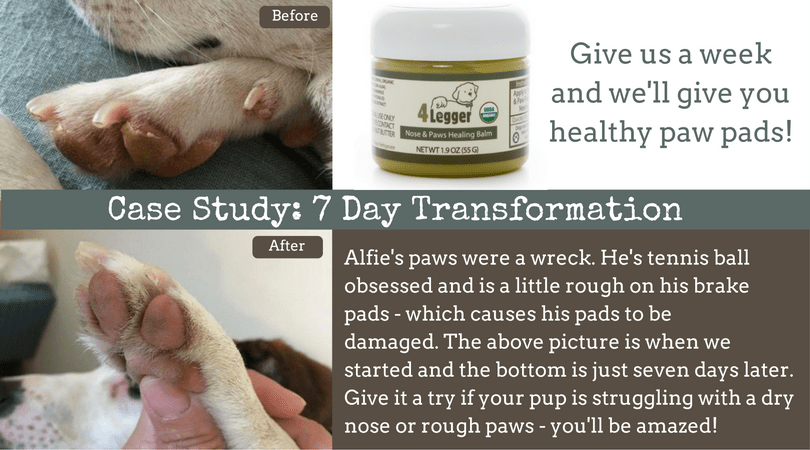 Paw Balm | Snout Soother | Paw Wax | Snout Smoother | Healing Balm for Dog