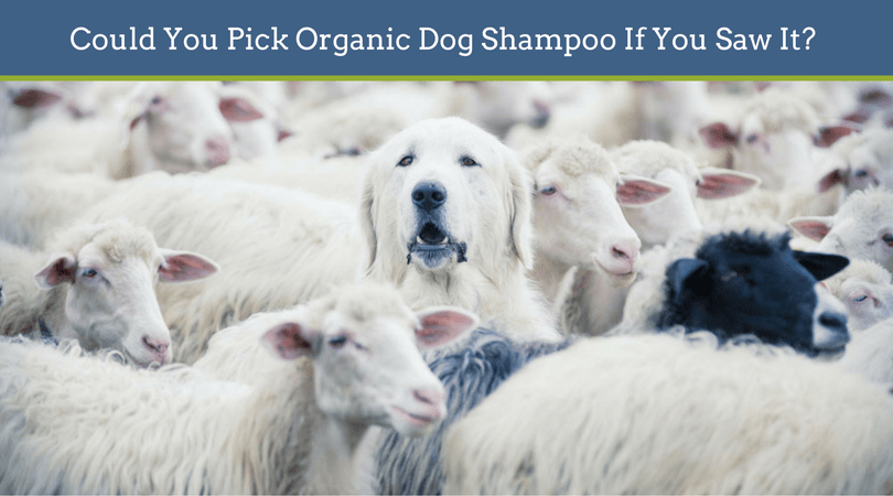 Organic Dog Shampoo | Best Organic Dog Shampoo