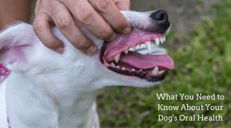 Your Dog's Oral Health What You Need to Know