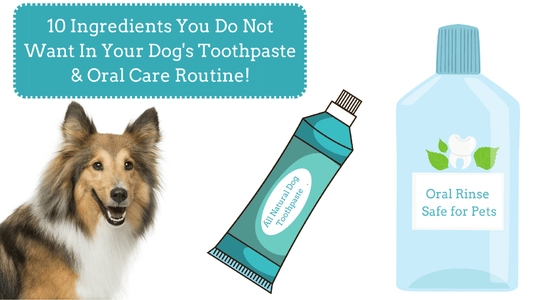 10 Ingredients You Don't Want In Your Dog's Toothpaste and Oral Care R ...