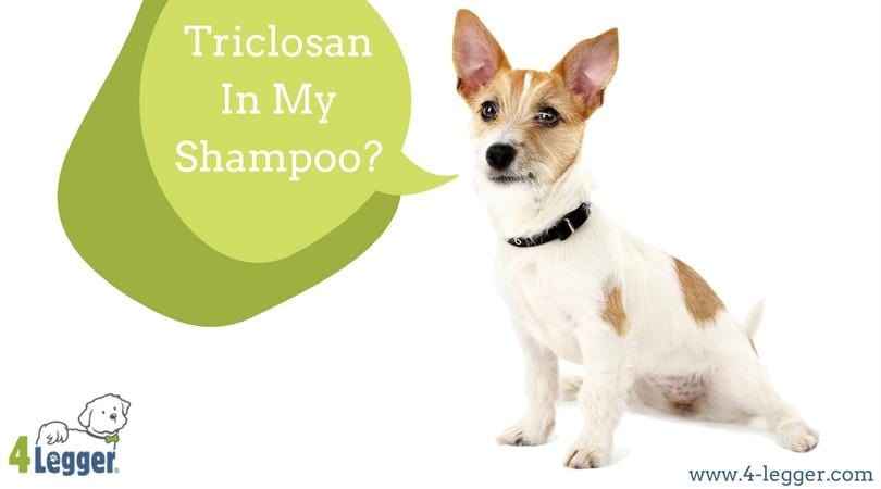 Why Is Triclosan In Your Dog's Shampoo After the FDA Ruling?