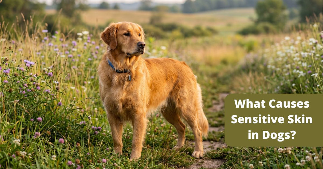 What Causes Sensitive Skin in Dogs? (And Why It’s Not Random)