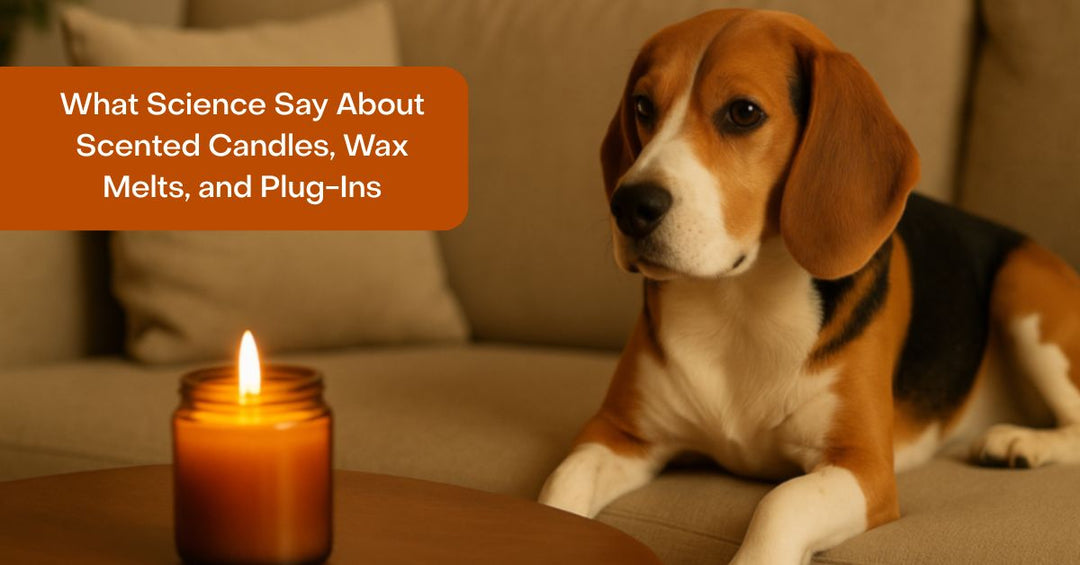 What science says about candles and plug in air fresheners