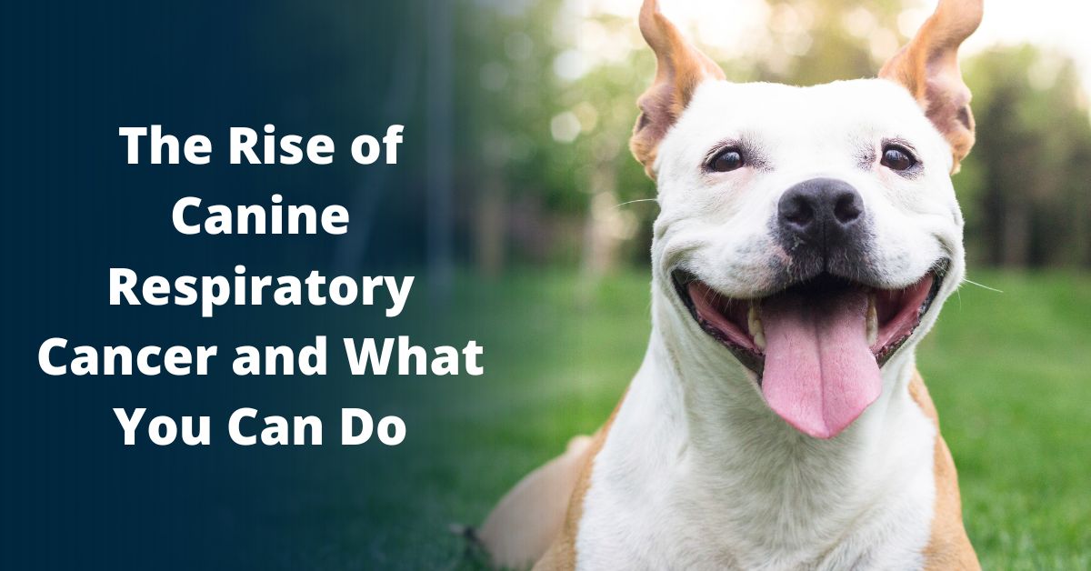 what you can do to decrease your dog's chances of getting respiratory cancer
