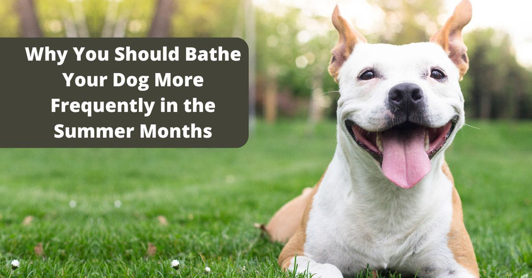 Why bath more with natural dog shampoo in the summer
