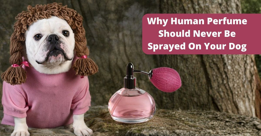 Dog Using Cologne Why You Should Never Use Human Perfume on Dogs – 4-Legger