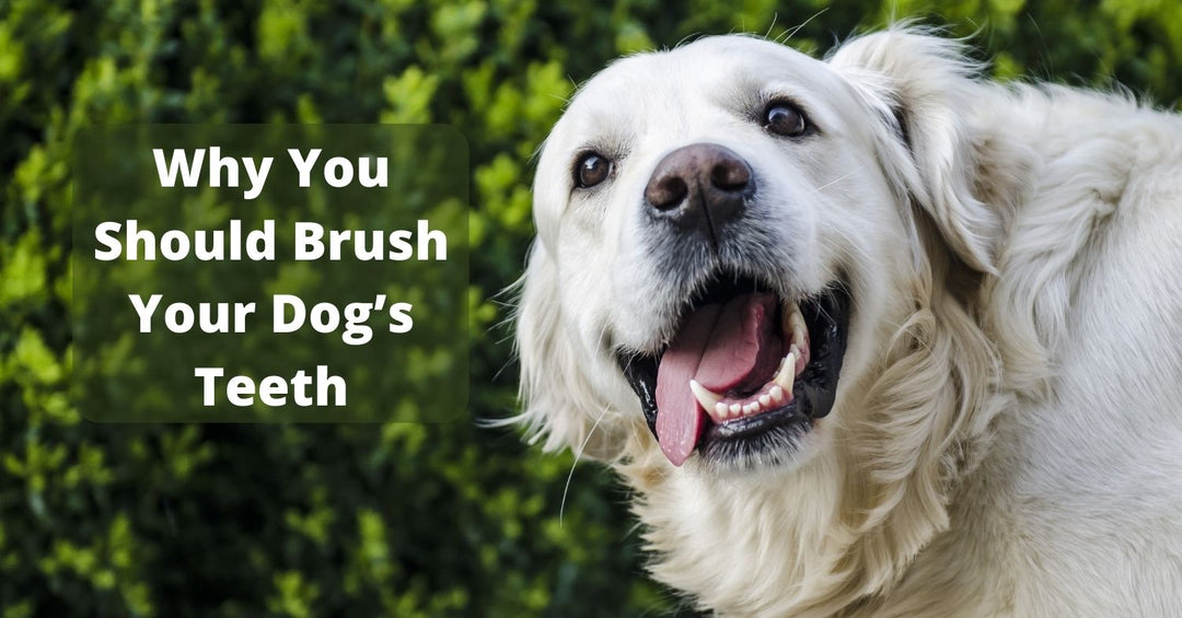 top 10 reasons why you need to brush your dog's teeth