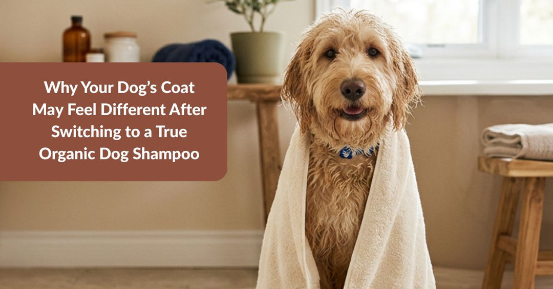 how to transition to a true organic dog shampoo