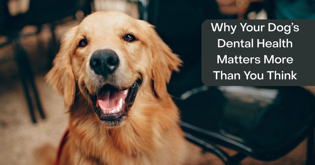 dog dental health recommendations