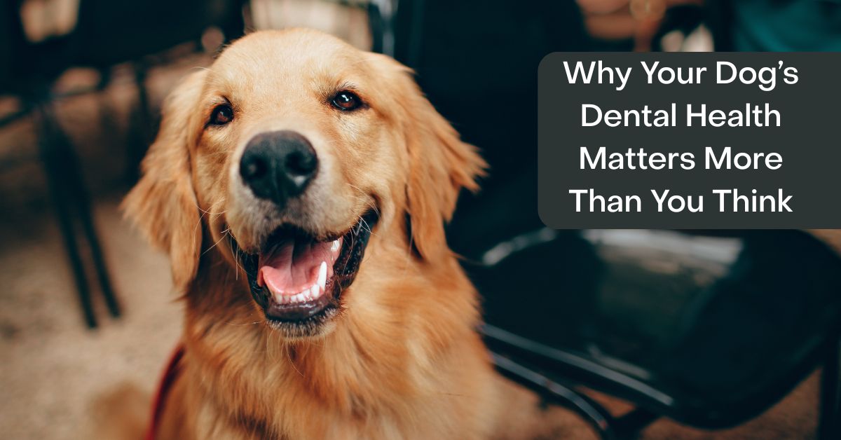 dog dental health recommendations