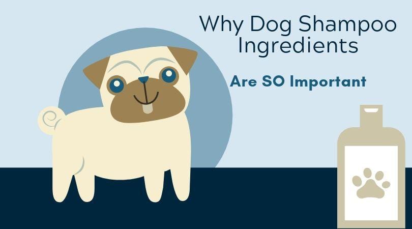 learn why dog shampoo ingredients are so important