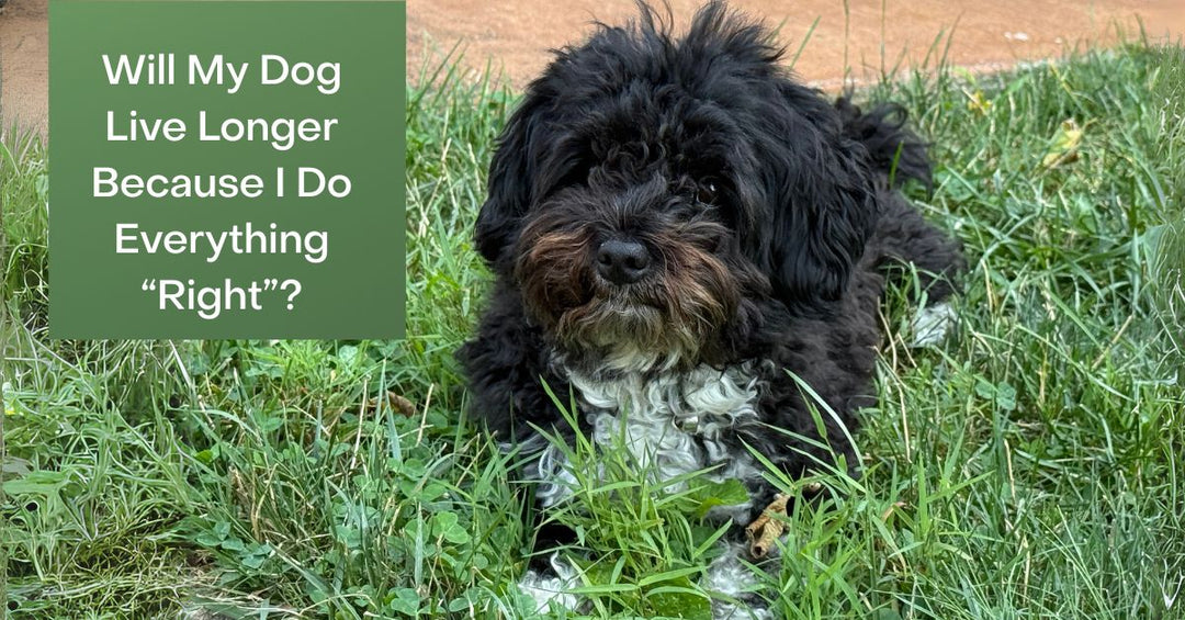 Will my dog live longer because I do everything right?