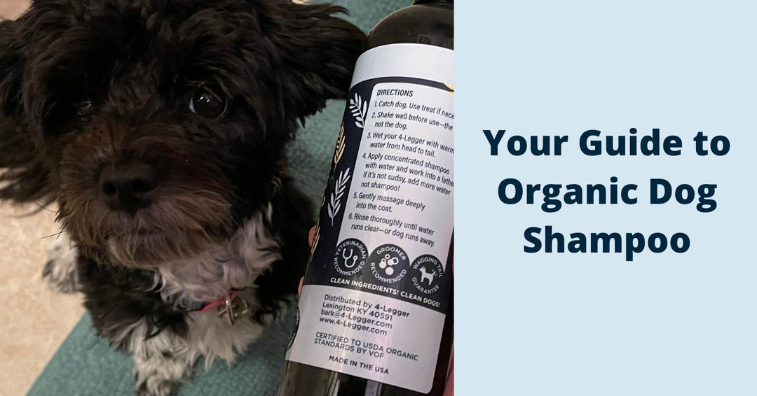 your guide to finding the best organic dog shampoo