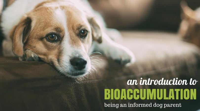 An Introduction to Bioaccumulation: Living As An Informed Pet Parent