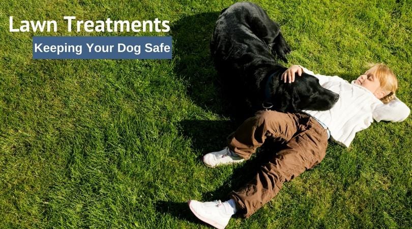 Lawn Treatments and Your Dog - Keeping It Safe