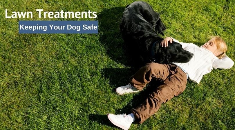 Lawn Treatments and Your Dog - Keeping It Safe – 4-Legger