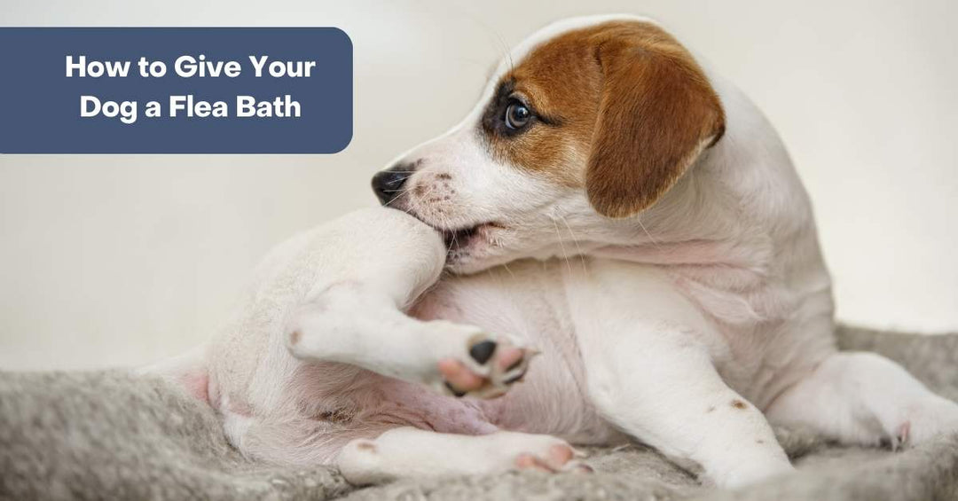 how to give your dog a flea bath with flea dog shampoo