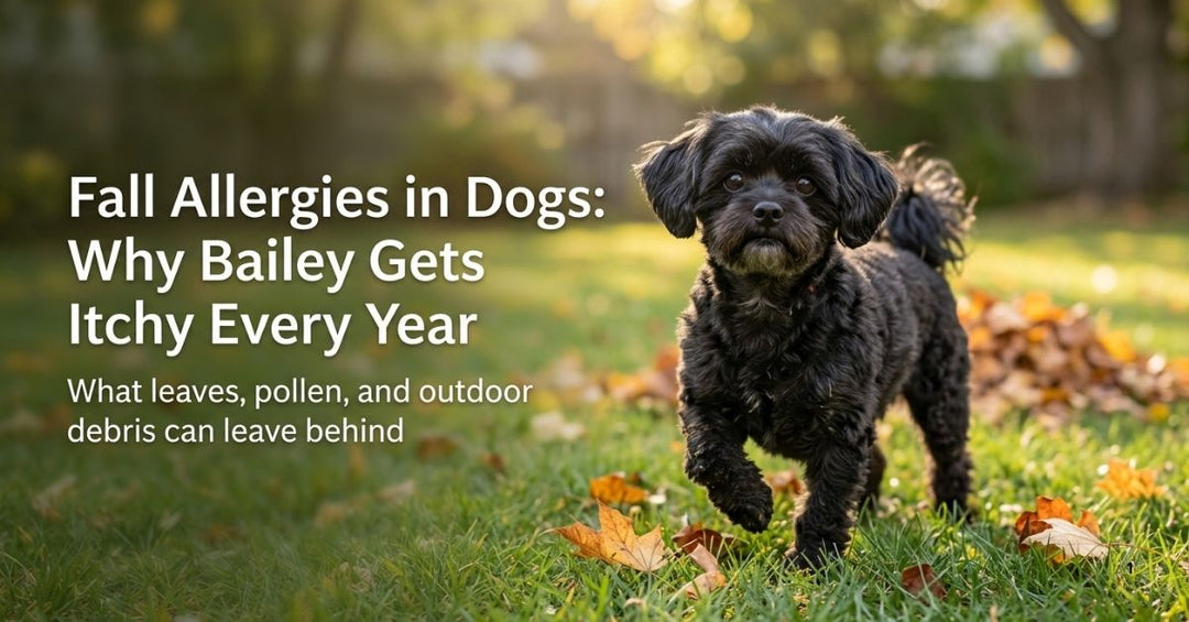Why Is My Dog Itchy in the Fall? Bailey’s Battle With Seasonal Allergies