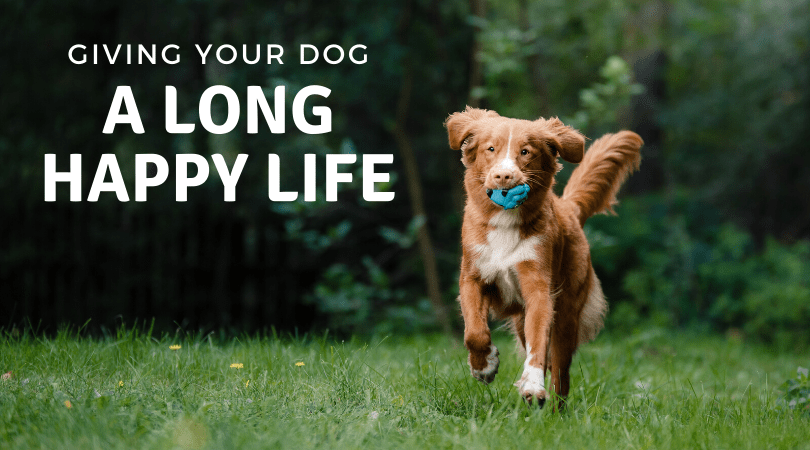 Give your dog a long happy healthy life with 4-Legger organic dog shampoo