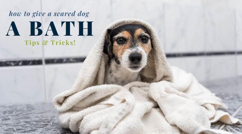 Tips on How To Give a Scared Dog a Bath