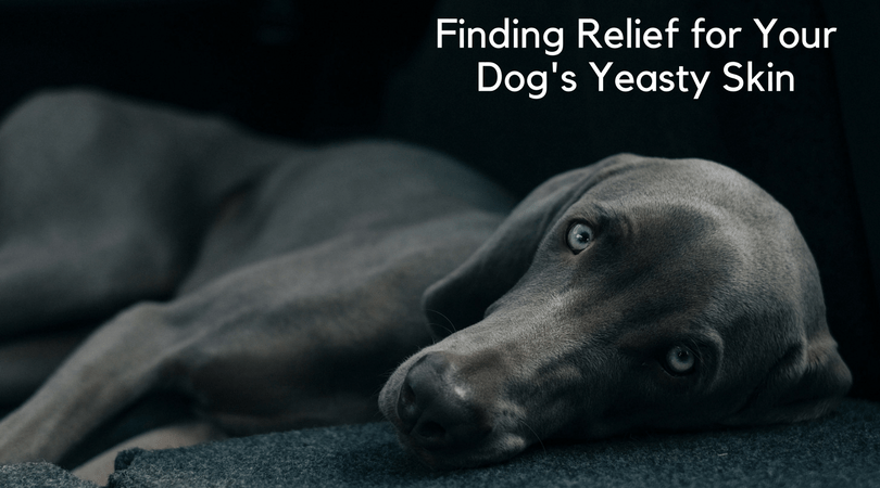 dog yeast infection treatment | how to treat yeast infection in dogs