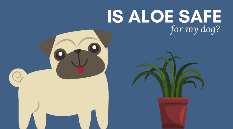 Is aloe safe for my dog? Learn about the aloe plant and what parts of the aloe are safe for your dog