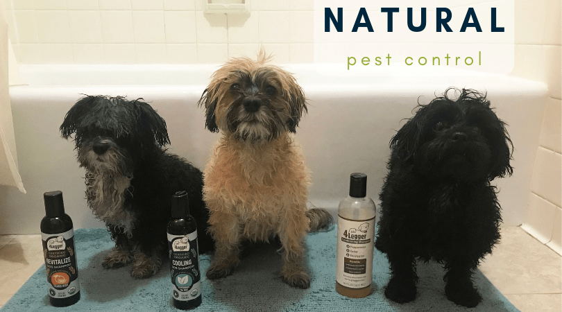 naturally kill fleas with our organic dog shampoo
