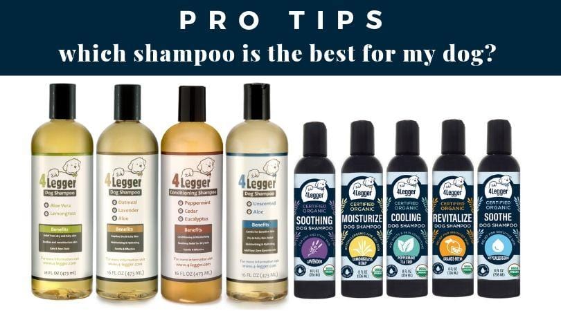 which organic dog shampoo is the best for my dog?