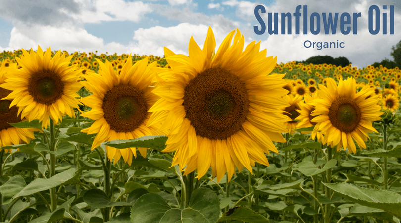 Organic Sunflower Oil in 4-Legger's USDA Certified Organic Dog Shampoo