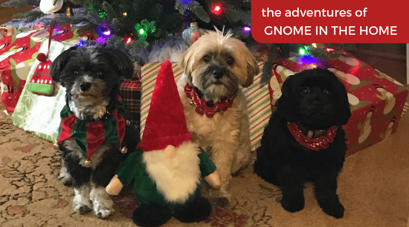 The Adventures of Gnome in the Home!  Christmas Fun for Doggos!