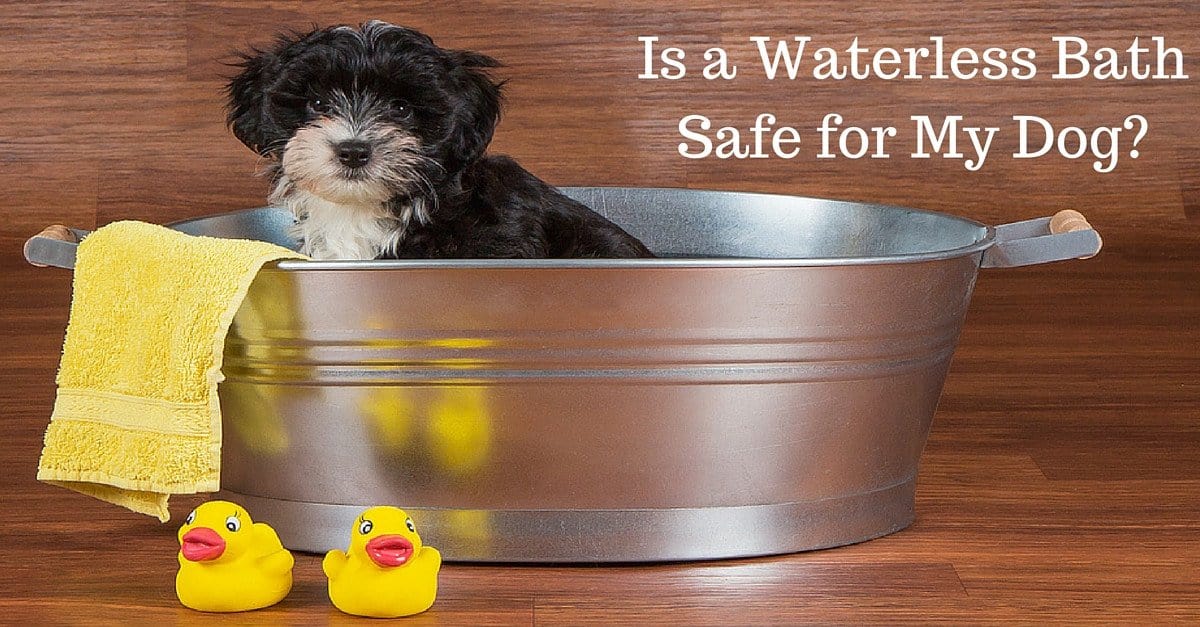 A Bath Without Water = A Dog Covered In Environmental Toxins