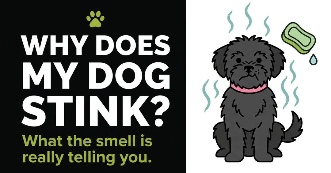 Why Does My Dog Stink? What the Smell Is Really Telling You