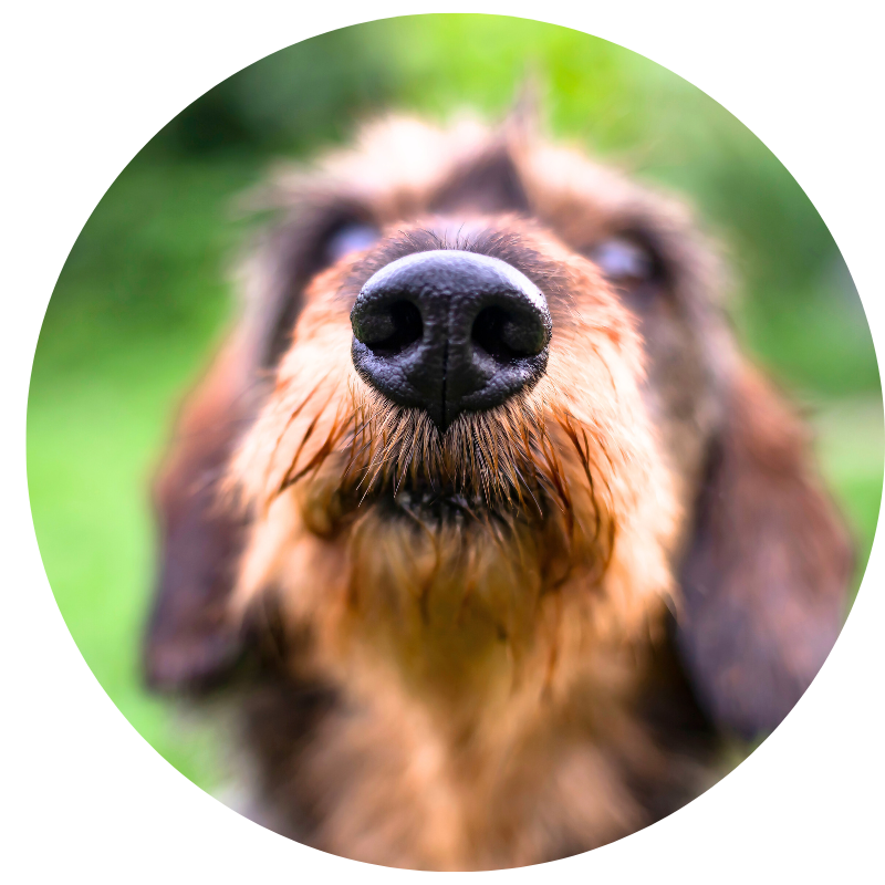 Mushers Secret | Paw Balm | Paw Healing Balm | Dog Paw Balm