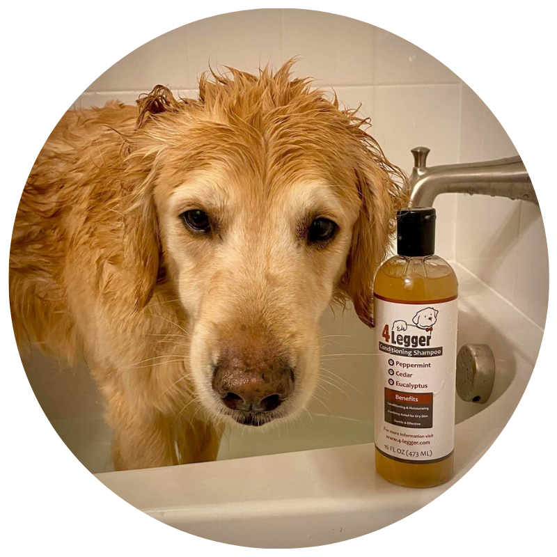 best organic dog shampoo for fleas