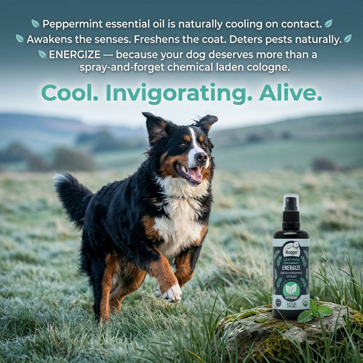 Active dog running outdoors next to 4-Legger ENERGIZE peppermint spray with cooling invigorating benefits