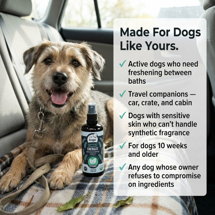 Happy clean dog after using 4-Legger ENERGIZE organic peppermint deodorizing spray