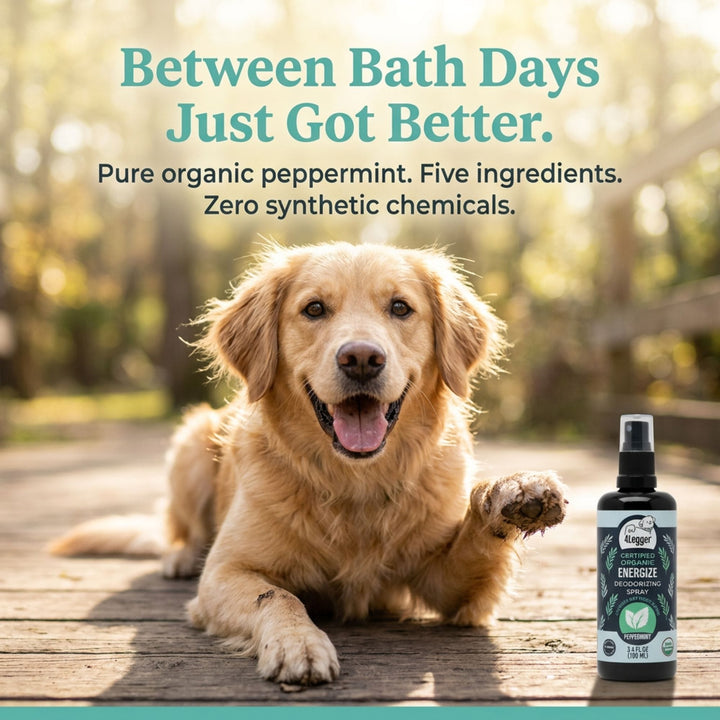 Dog looking energized and fresh between bath days next to 4-Legger peppermint deodorizing spray