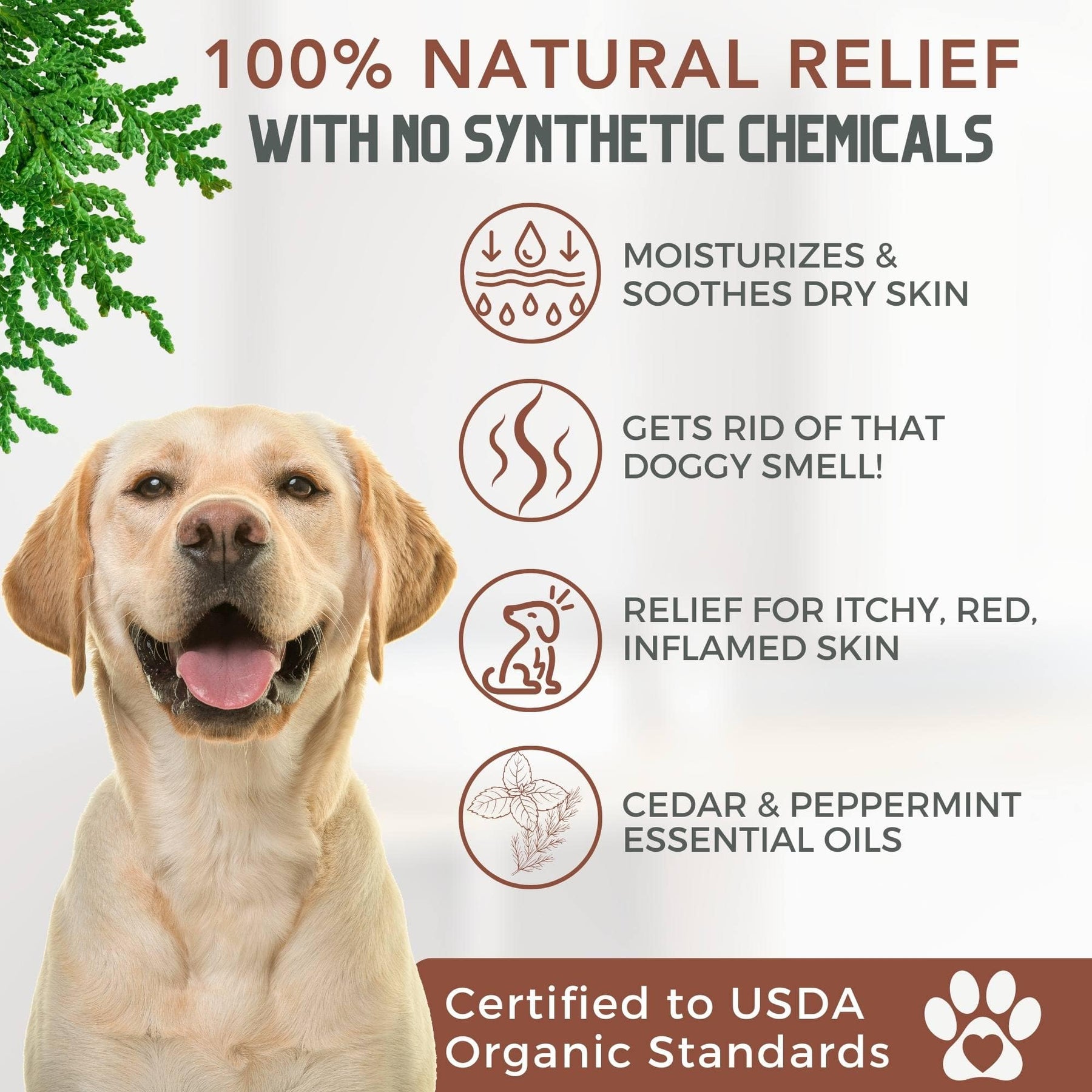 At home remedies for dog itchy skin sales