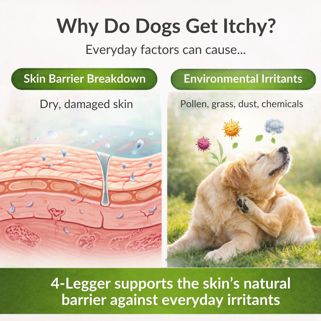 Why dogs get itchy skin — skin barrier breakdown and environmental irritants explained by 4-Legger organic dog shampoo