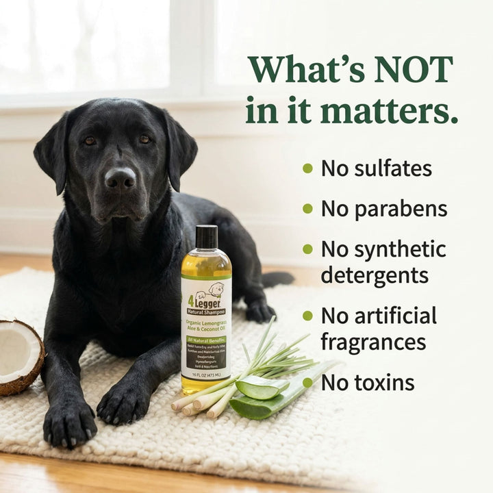 Black Labrador beside organic dog shampoo bottle with no sulfates parabens synthetic detergents or artificial fragrances