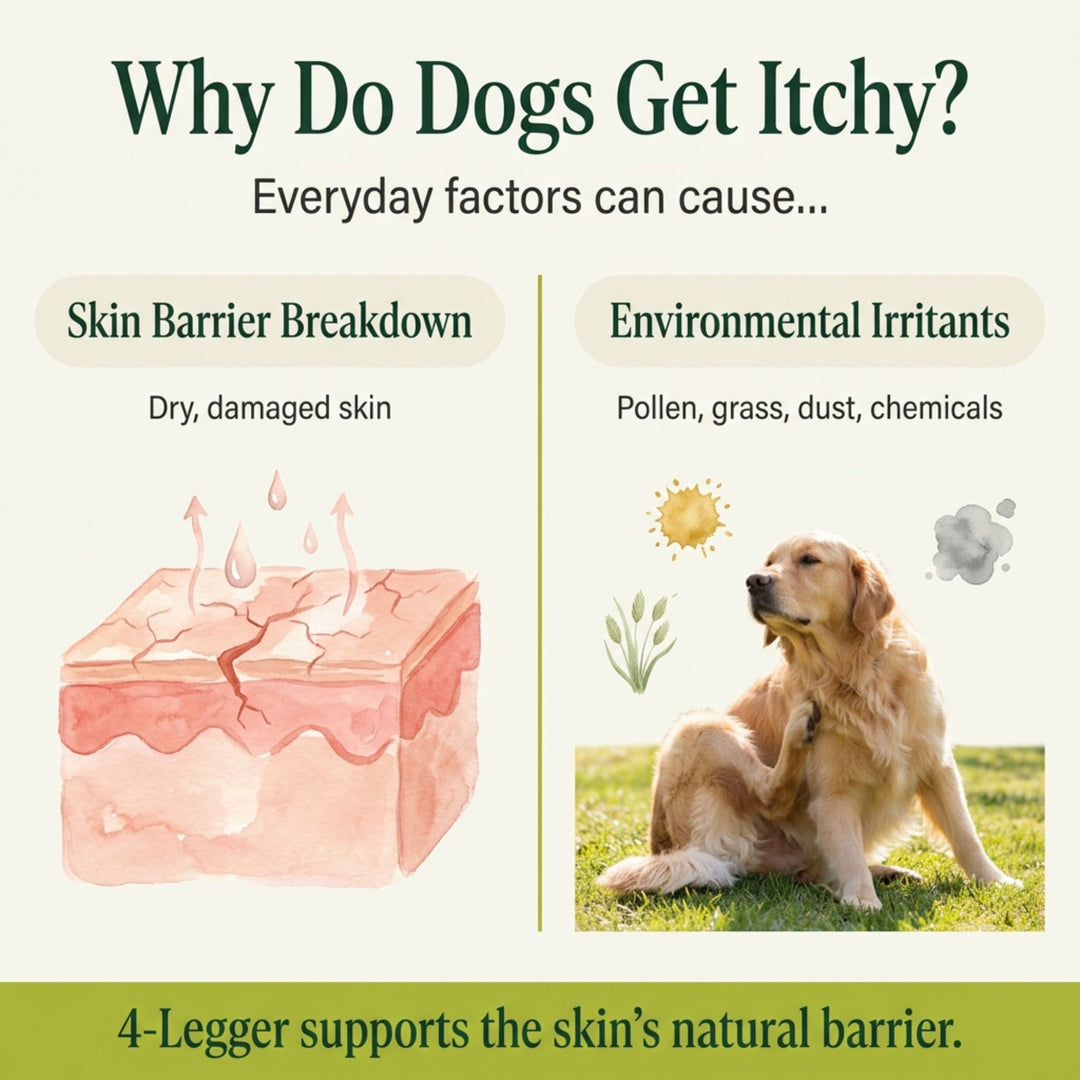 Why dogs get itchy: skin barrier breakdown and environmental irritants soothed by organic lemongrass aloe dog shampoo