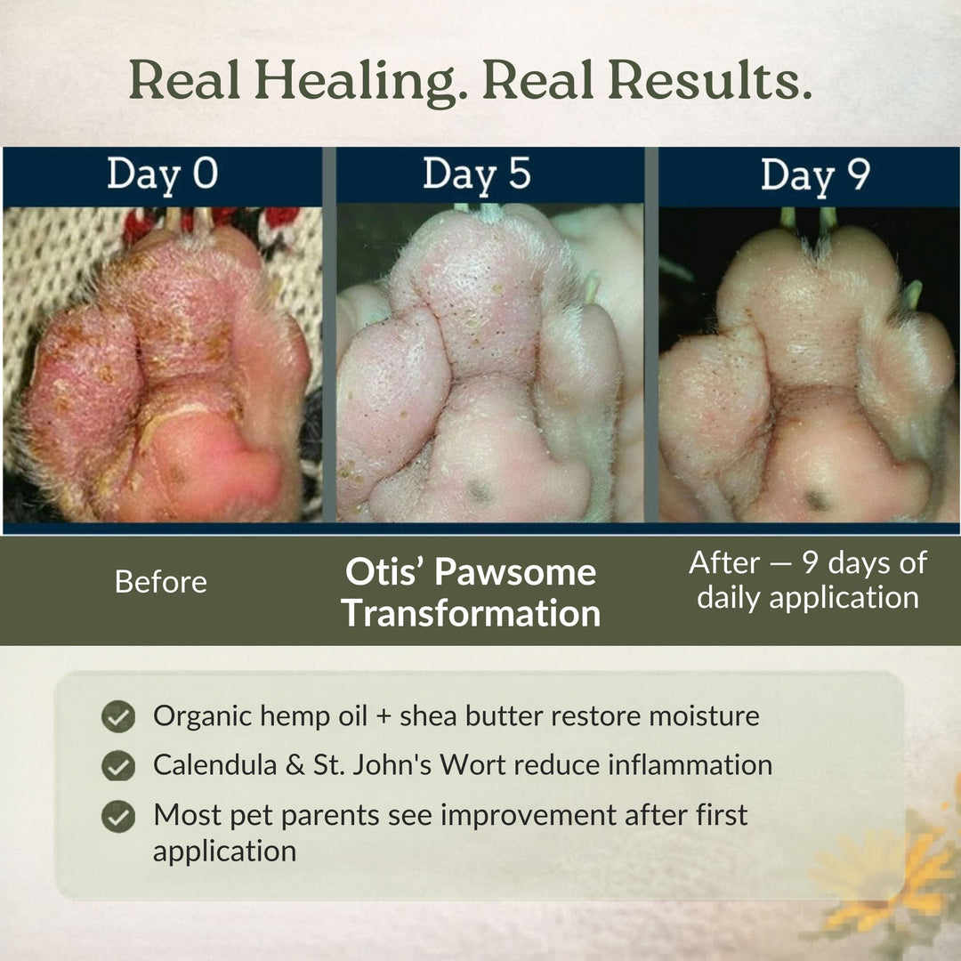 4-Legger organic dog paw balm real healing results — Otis paw transformation Day 0 to Day 9