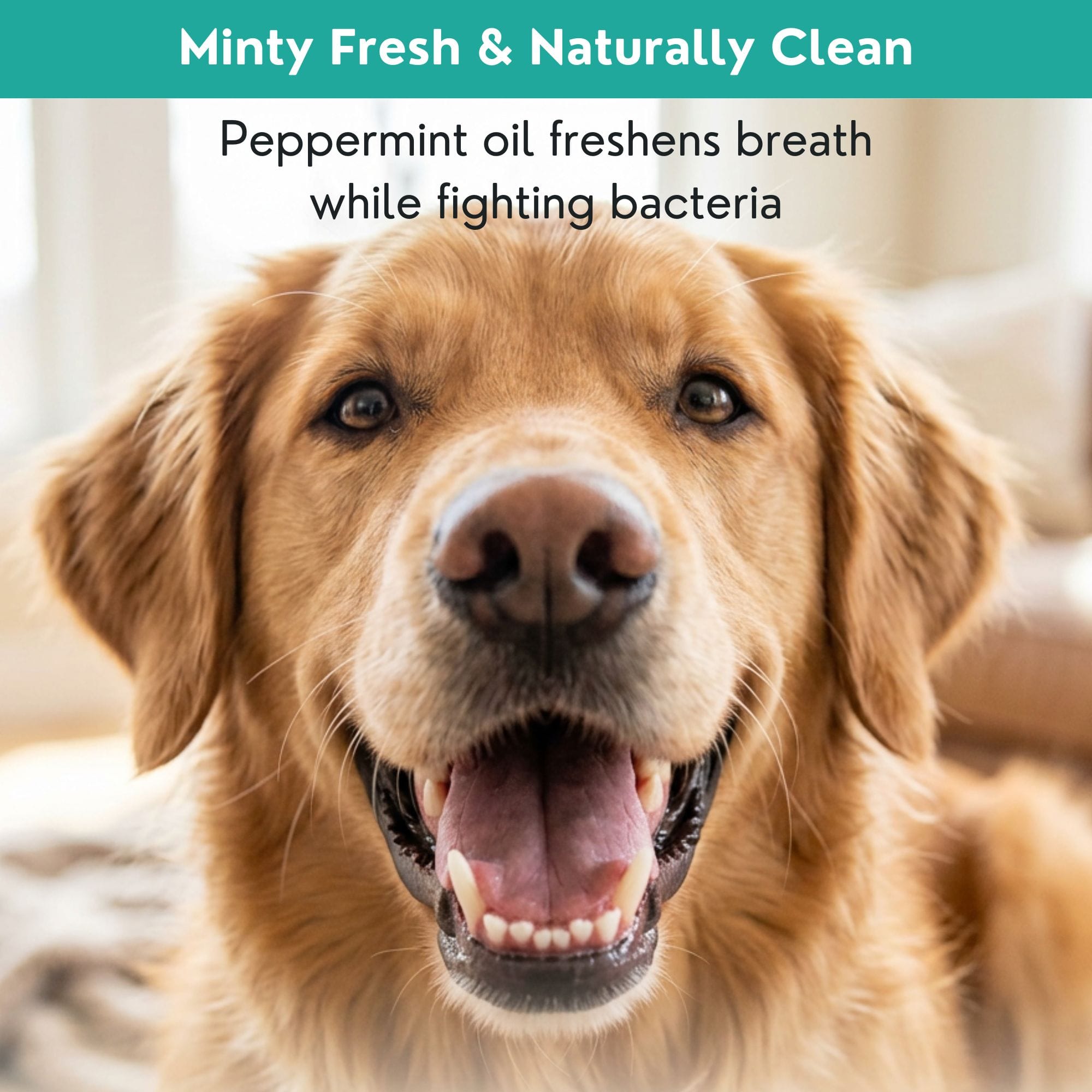 4-Legger Natural Dog Dental Powder | Safe Toothpaste Alternative