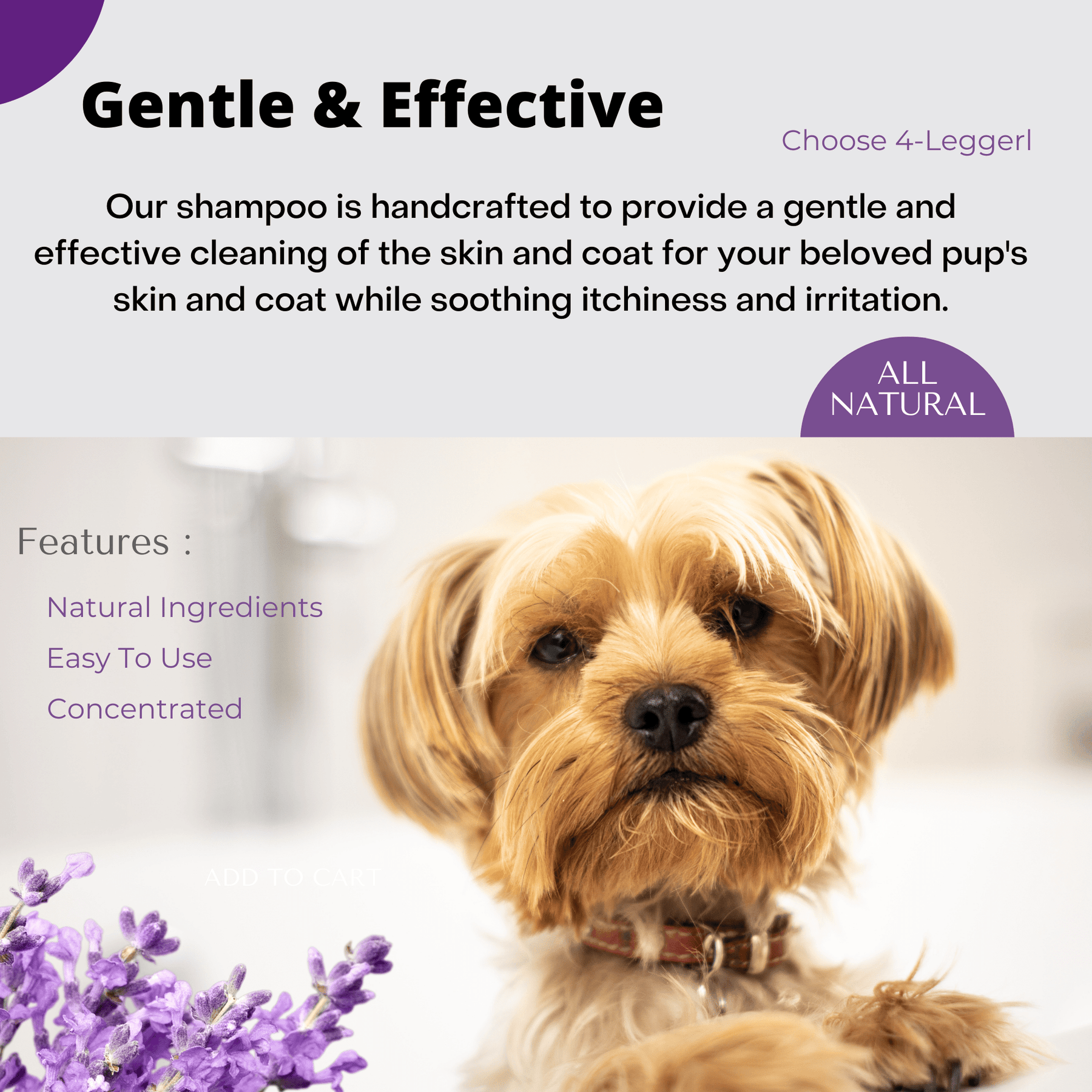 USDA Certified Organic Lavender and Aloe Dog Shampoo by 4