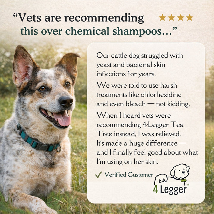vet recommended medicated dog shampoo