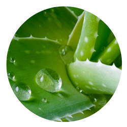 aloe dog shampoo for dry itchy skin