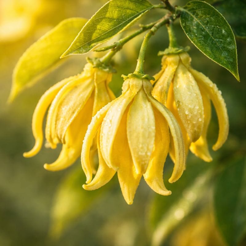 Organic ylang ylang essential oil — calming and soothing aromatherapy ingredient in 4-Legger BALANCE dog deodorizing spray